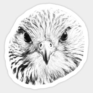 Kestrel in B&W Sticker